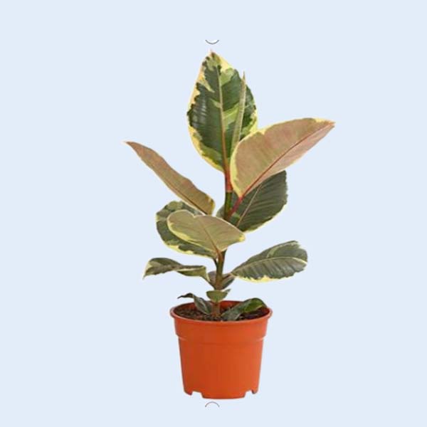 Zhangzhou Chanseed Biotechnology Co.,Ltd.