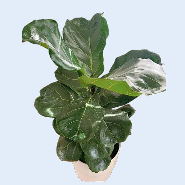 Zhangzhou Chanseed Biotechnology Co.,Ltd.