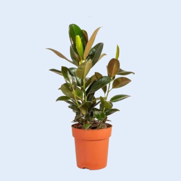 Zhangzhou Chanseed Biotechnology Co.,Ltd.