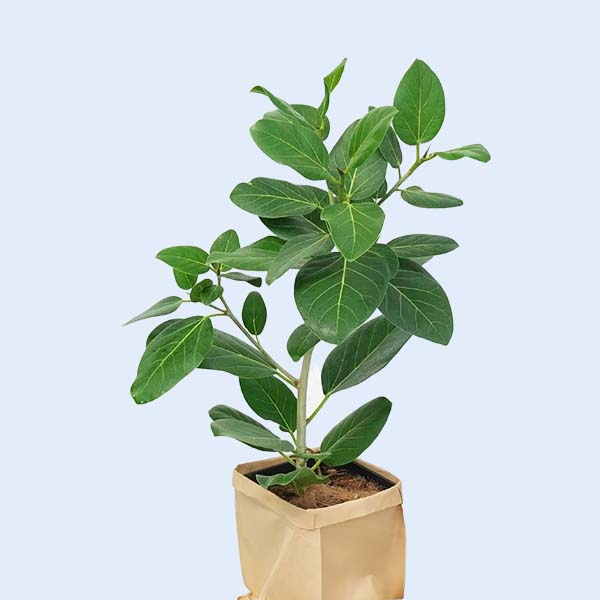 Zhangzhou Chanseed Biotechnology Co.,Ltd.
