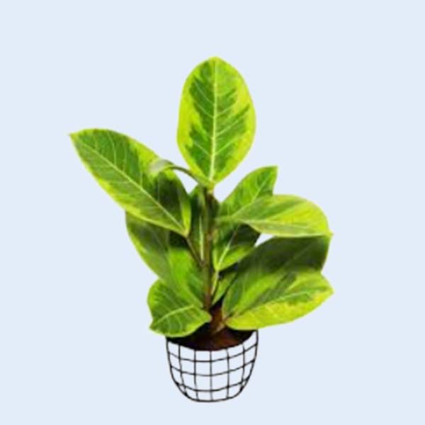 Zhangzhou Chanseed Biotechnology Co.,Ltd.