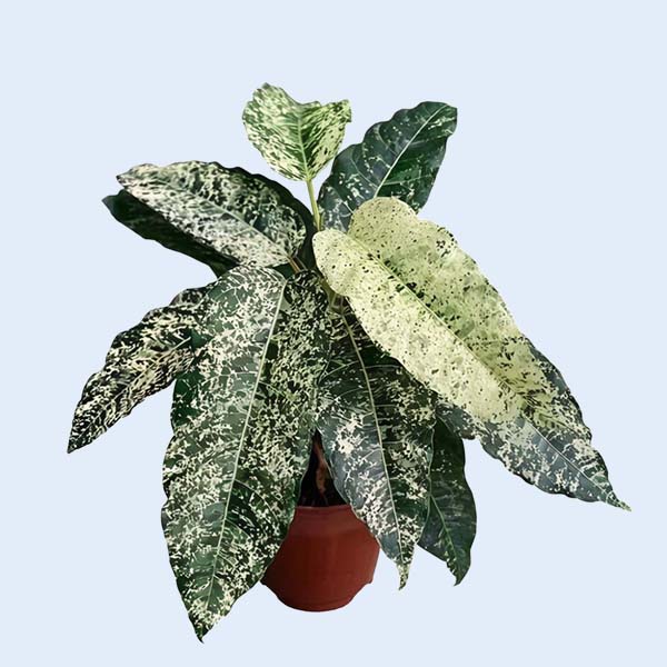 Zhangzhou Chanseed Biotechnology Co.,Ltd.