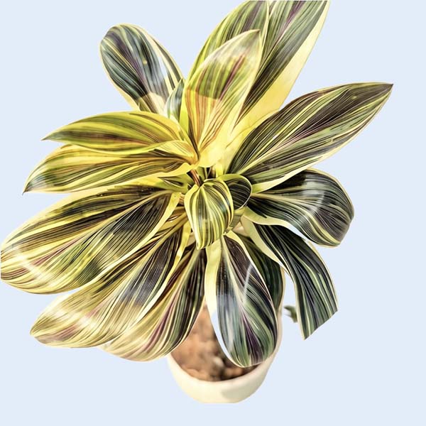 Cordyline  tissue culture plants