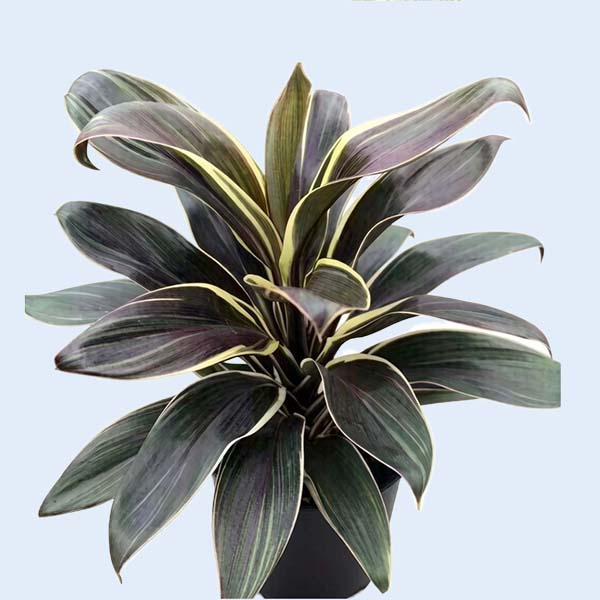 Zhangzhou Chanseed Biotechnology Co.,Ltd.