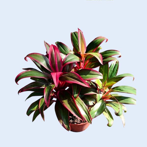 Zhangzhou Chanseed Biotechnology Co.,Ltd.