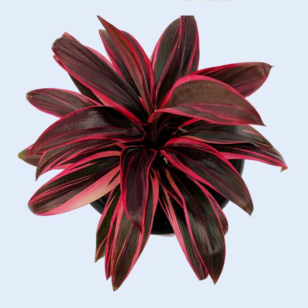 Zhangzhou Chanseed Biotechnology Co.,Ltd.
