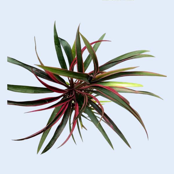 Zhangzhou Chanseed Biotechnology Co.,Ltd.