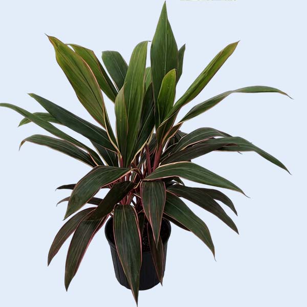 Zhangzhou Chanseed Biotechnology Co.,Ltd.