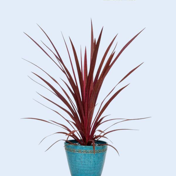 Zhangzhou Chanseed Biotechnology Co.,Ltd.