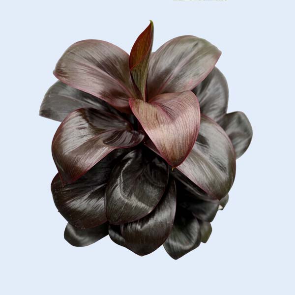 Zhangzhou Chanseed Biotechnology Co.,Ltd.