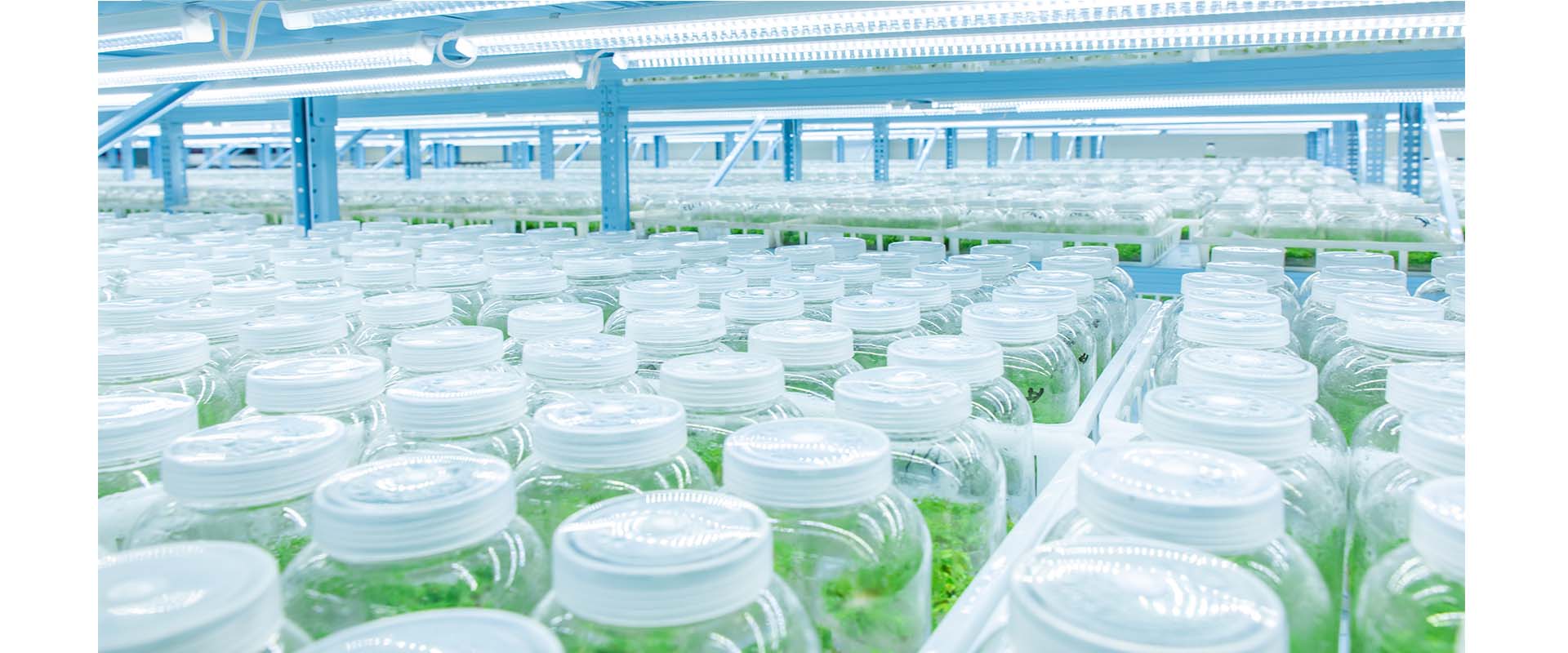 Zhangzhou Chanseed Biotechnology Co.,Ltd.