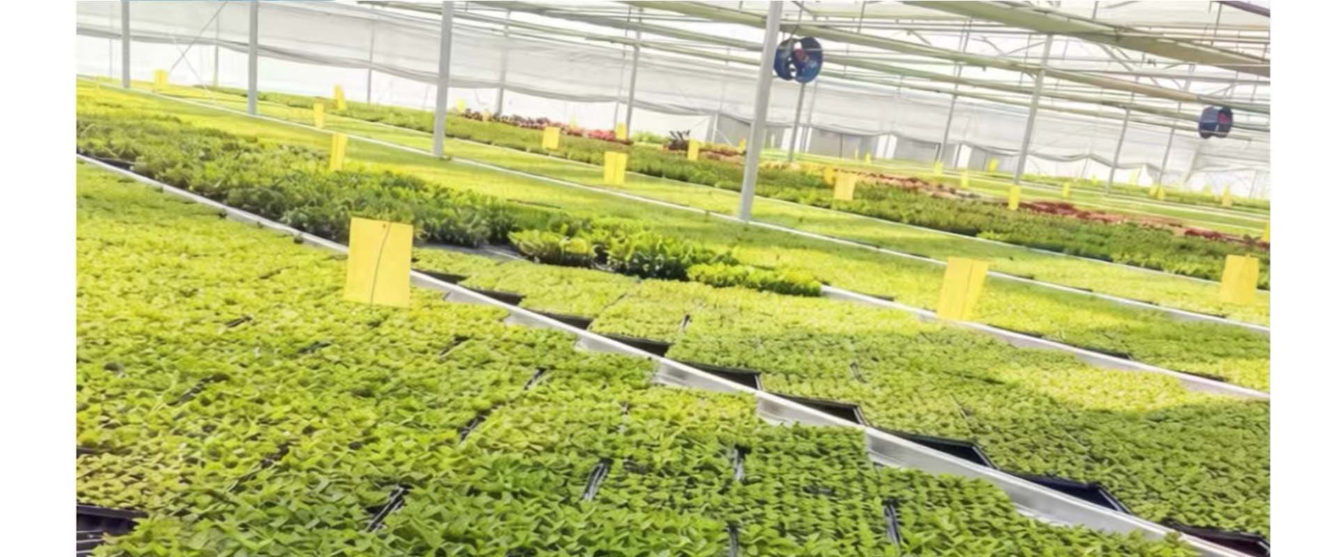 Zhangzhou Chanseed Biotechnology Co.,Ltd.